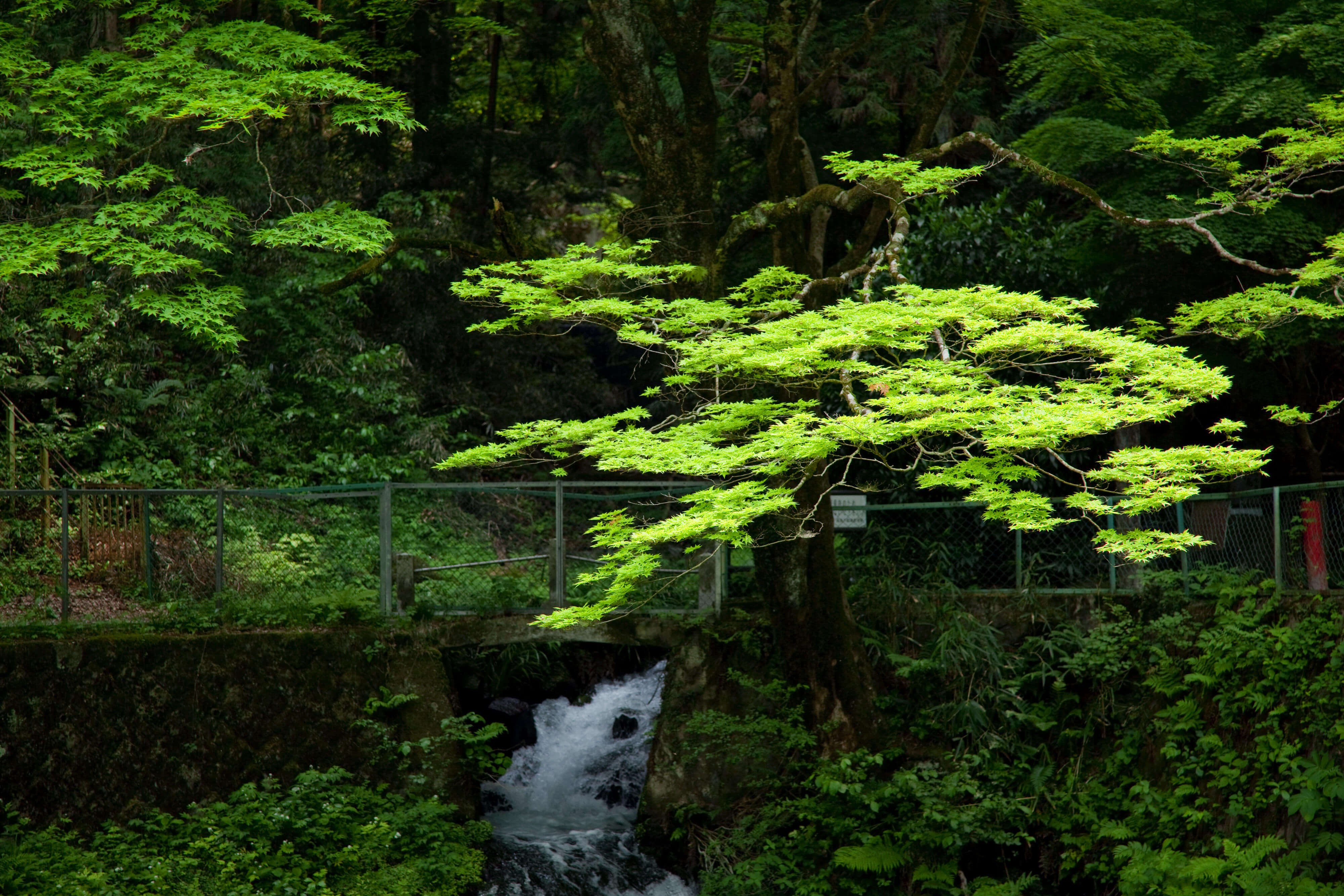 箱島湧水 名水の由来