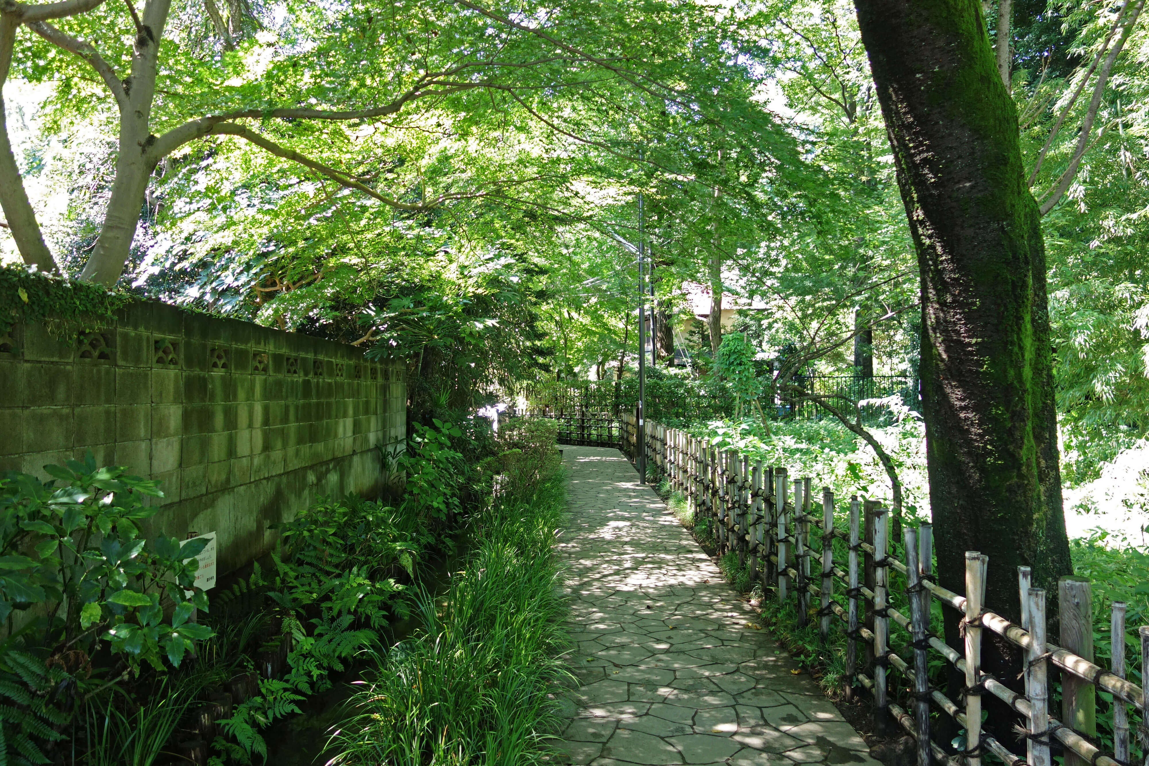 お鷹の道・真姿の池湧水群 名水の由来