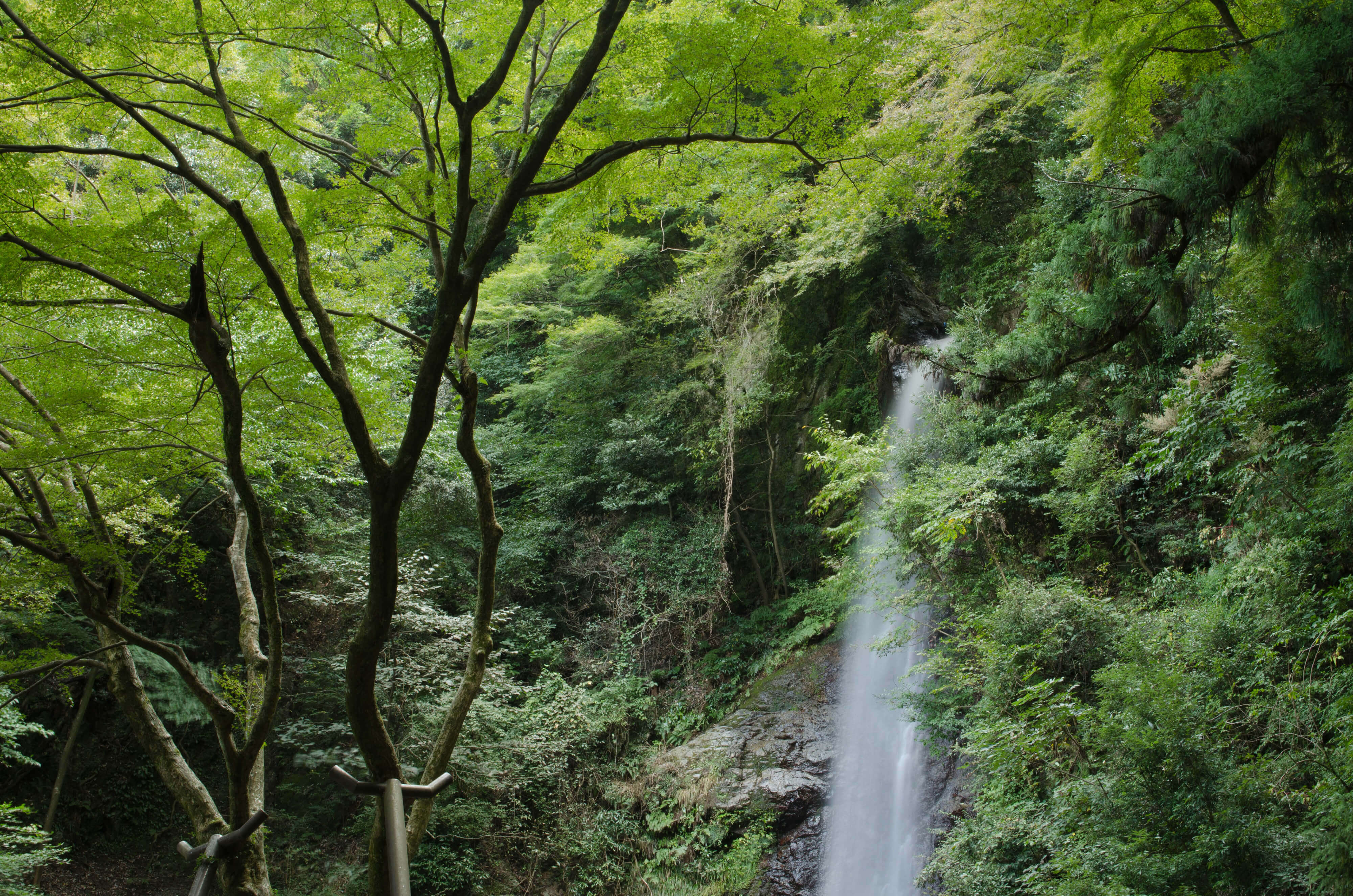養老の滝.菊水泉-名水の由来
