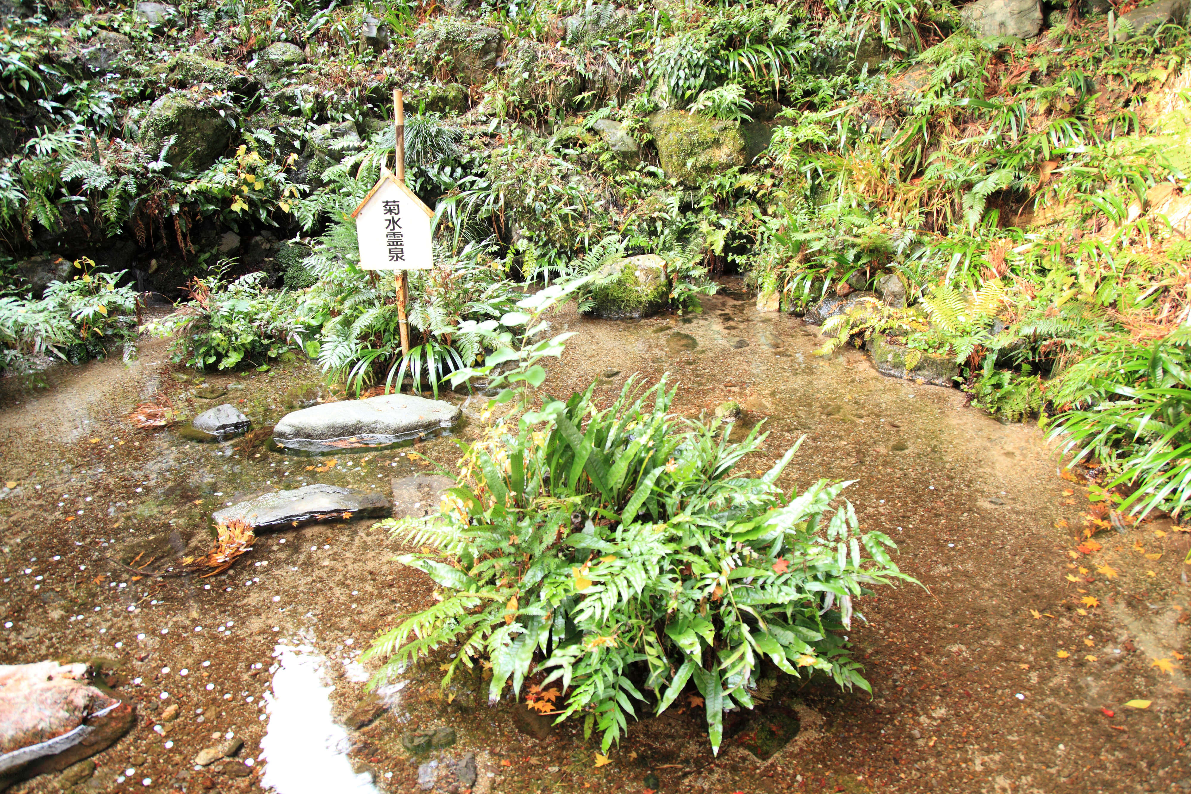 養老の滝.菊水泉-ミネラル含有量と味わい