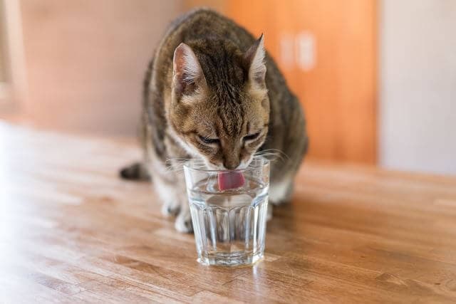 水を飲む猫