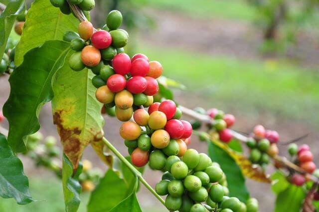 コーヒーの木