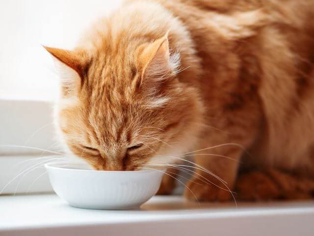 水を飲む猫