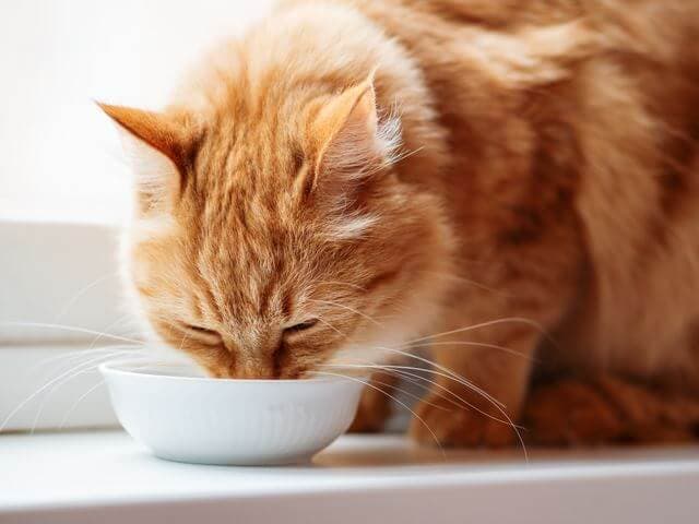 水を飲む猫