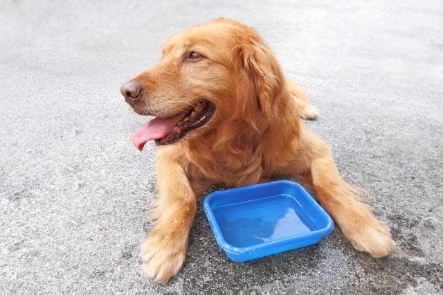 水を飲む犬